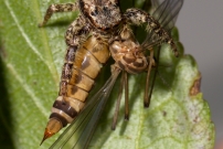Une Saltique. Une femelle (Araneae - Salticidae - Marpissa muscosa)